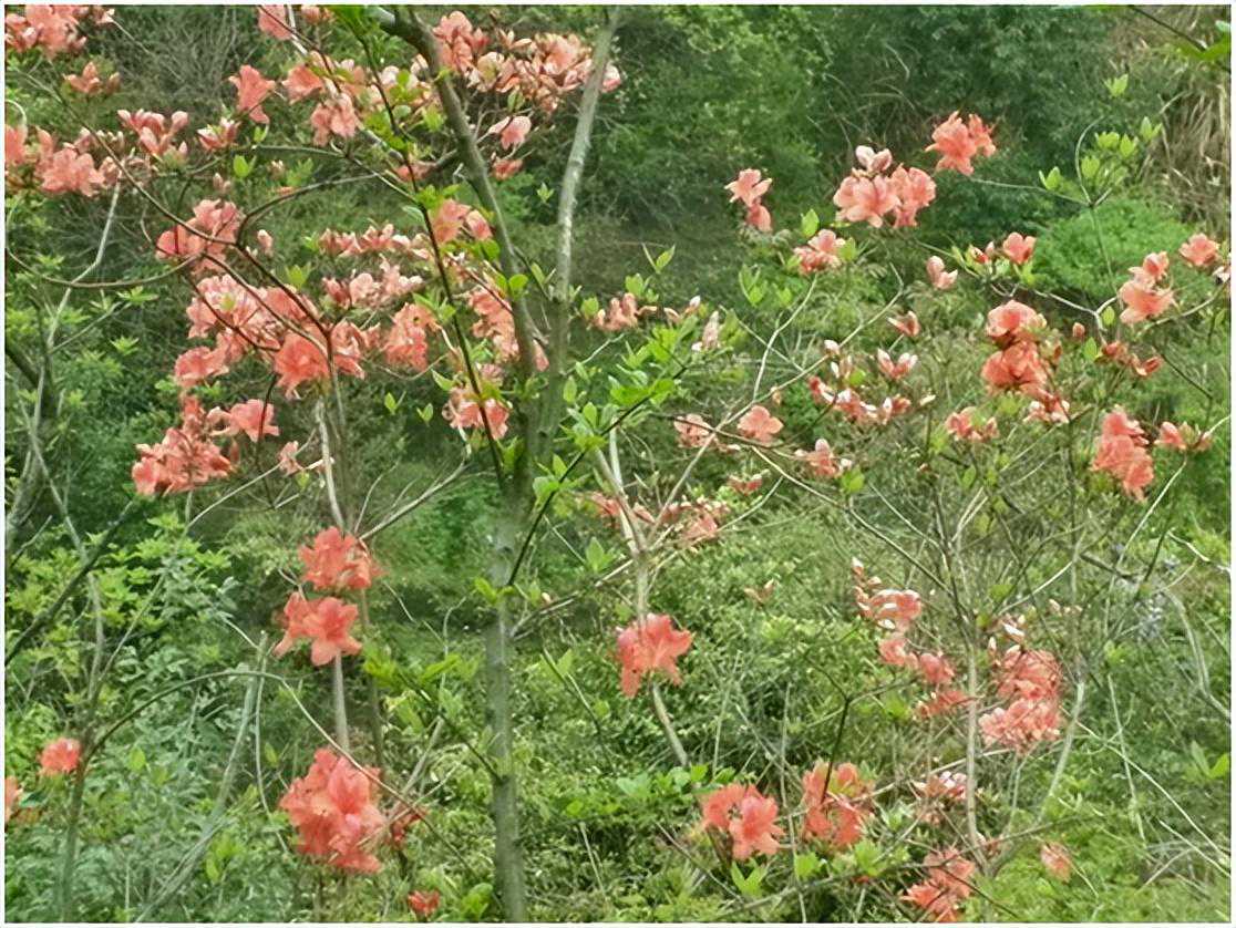 江西话汉语赣方言之数量