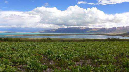 蔓菁为何有辛辣味？与假基因进化模式相关