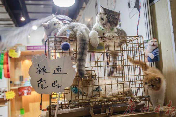 广州CPF国际宠博会来了！你想带谁回家？