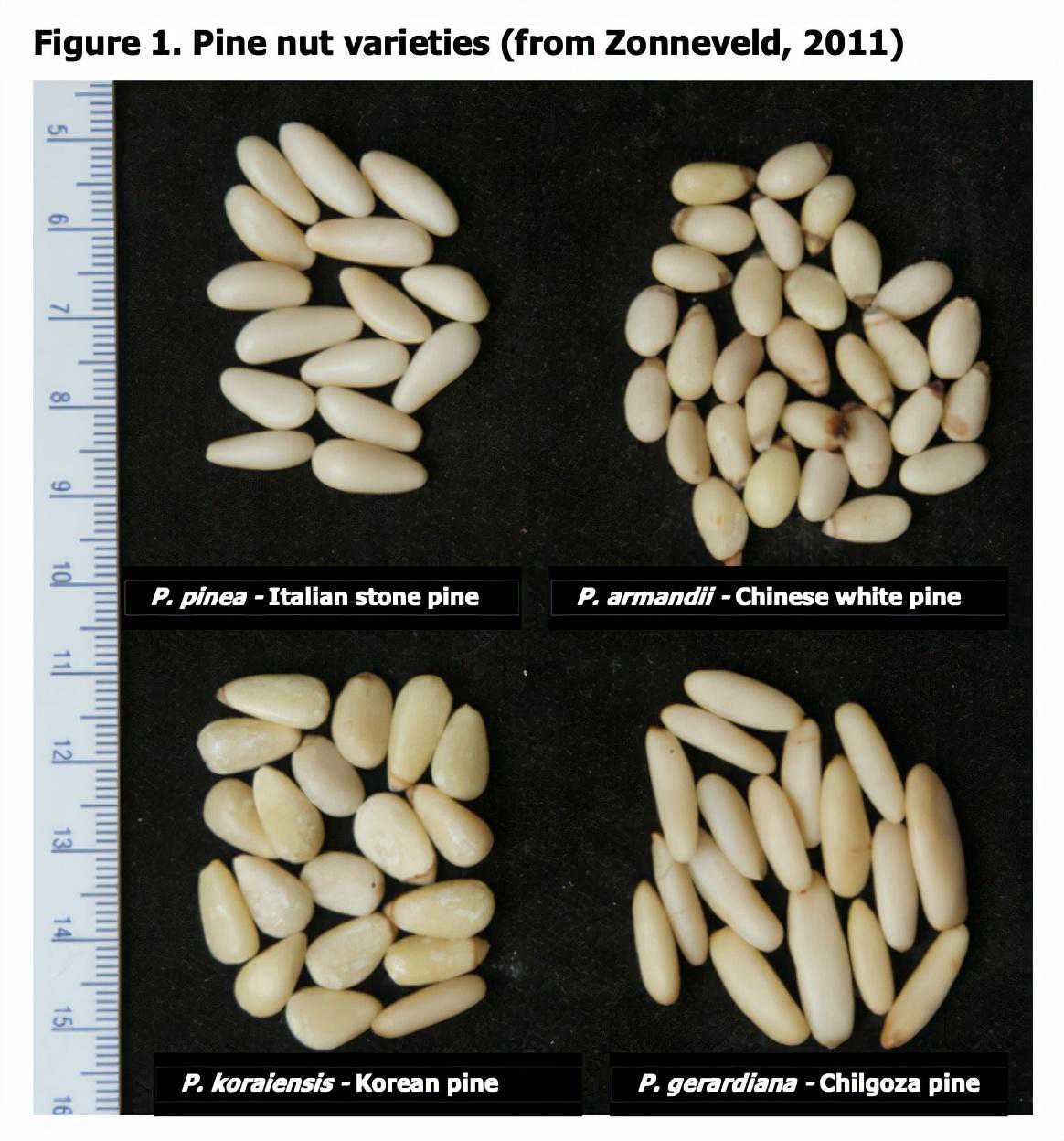 吃完松子嘴里有怪味，原理至今不明