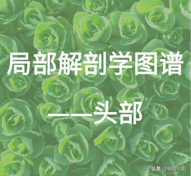 头部局部解剖学图谱