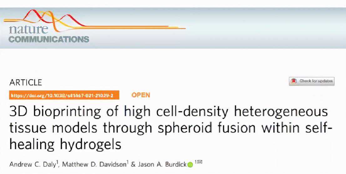 《NC》3D生物打印自愈水凝胶球体融合对细胞密度异质组织模型