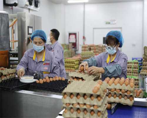 叶县：特色产业增产增收 村级集体经济超百万